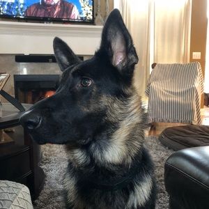 Meet your Posher, Steve